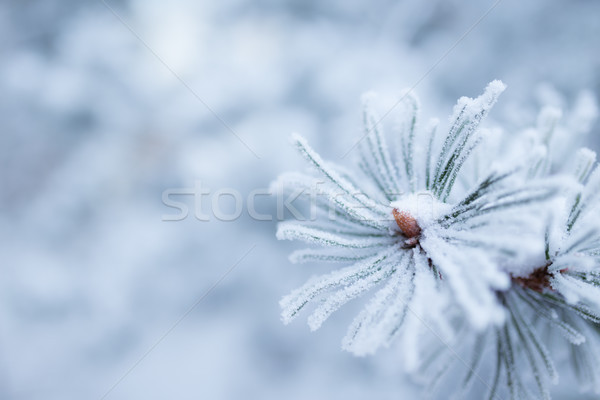 Hoarfrost on needles Stock photo © Juhku