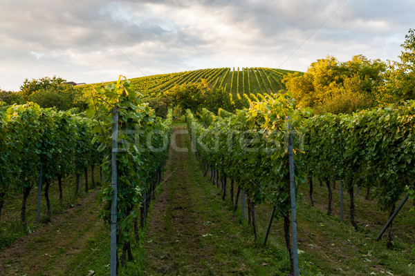 Wine fields in stuttgart germany Stock photo © Juhku