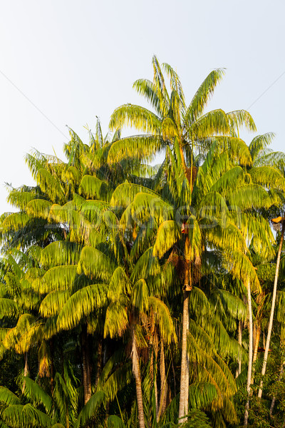 группа пальмами закат свет лет зеленый Сток-фото © Juhku