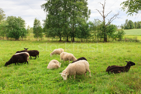 Herd of sheeps in the meadow Stock photo © Juhku