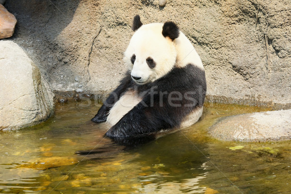 Gigante panda seduta acqua bagno Foto d'archivio © Juhku