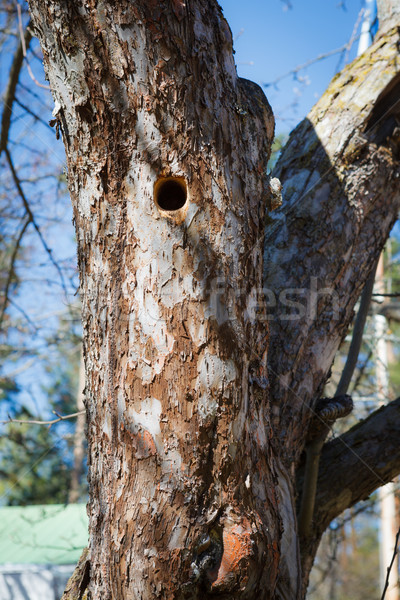 Woodpecker nest in apple tree Stock photo © Juhku
