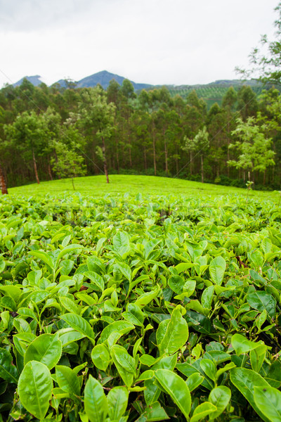 Tea plantations munnar india Stock photo © Juhku