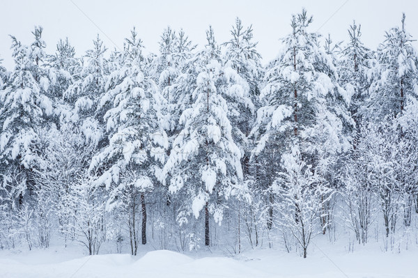 Pădure copaci acoperit zăpadă peisaj frumuseţe Imagine de stoc © Juhku