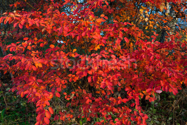 赤 葉 カラフル 紅葉 森林 ストックフォト © Juhku