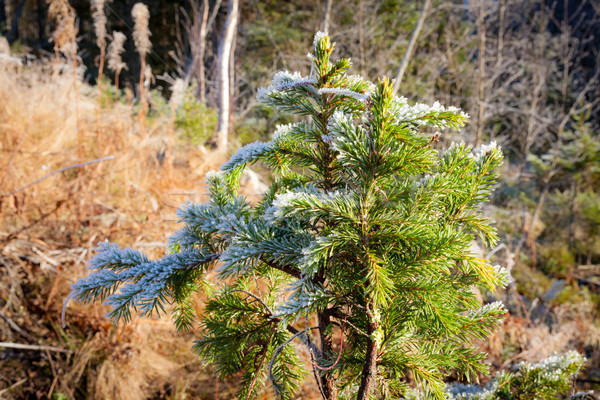 Half frozen small spruce Stock photo © Juhku