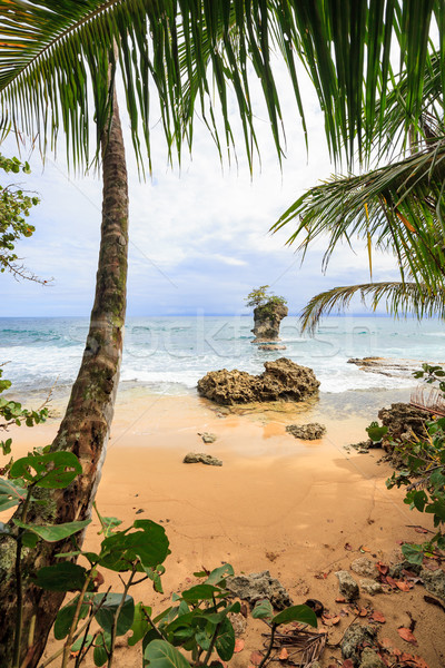 [[stock_photo]]: Plage · Rock · eau · arbre · mer · Palm