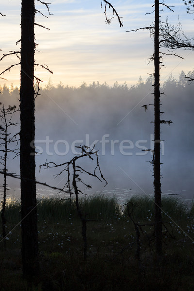 Cetos zori pădure lac mic copaci Imagine de stoc © Juhku