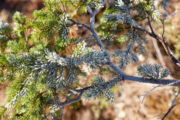 Frozen spruce branch Stock photo © Juhku