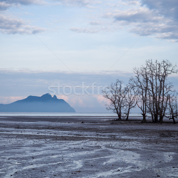 Dead trees in beach at low tide  Stock photo © Juhku