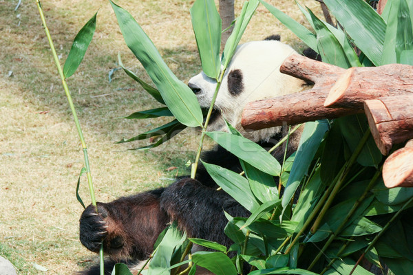 Foto stock: Panda · alimentação · bambu · gigante · folhas · retrato