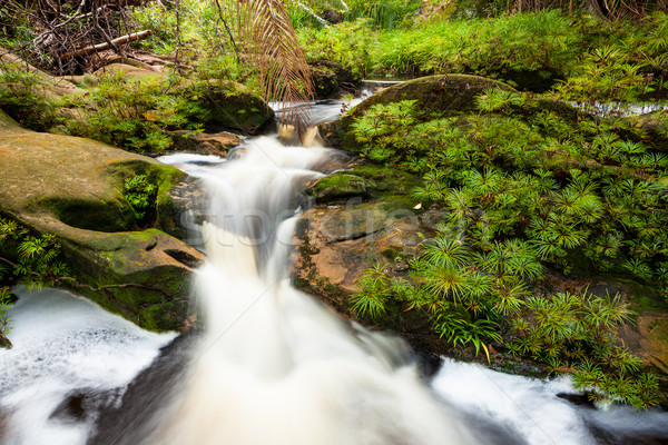 Stok fotoğraf: Küçük · dere · orman · park · Malezya · borneo