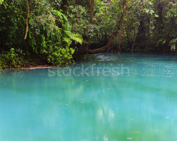 Rio vegetatie luxuriant parc Costa Rica apă Imagine de stoc © Juhku