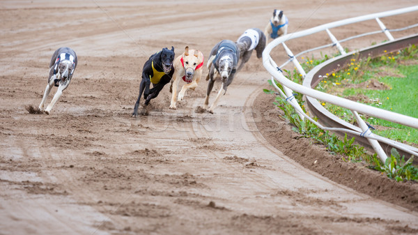 Windhund Hunde racing Sand Länge Sport Stock foto © Juhku