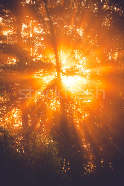 Sunbeams through tree in morning fog  details Stock photo © Juhku