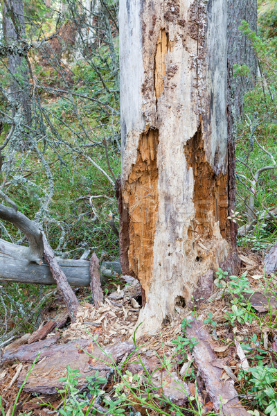 Zgniły martwych drewna drzewo lasu Finlandia Zdjęcia stock © Juhku