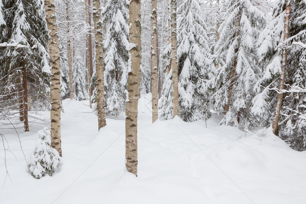 Trees in snow covered forest Stock photo © Juhku