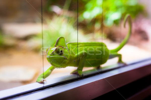Chameleon in glass terrarium Stock photo © Juhku