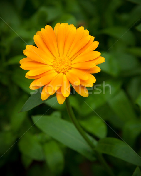 One yellow flower and green leaves Stock photo © Juhku