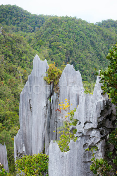 Calcare parco formazione borneo Malaysia foresta Foto d'archivio © Juhku