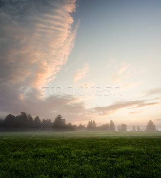 Misty prairie aube paysage herbe nature [[stock_photo]] © Juhku