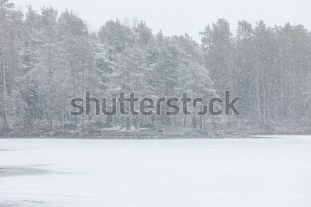 暴風雪 冬天 景觀 凍結 湖 芬蘭 商業照片 © Juhku