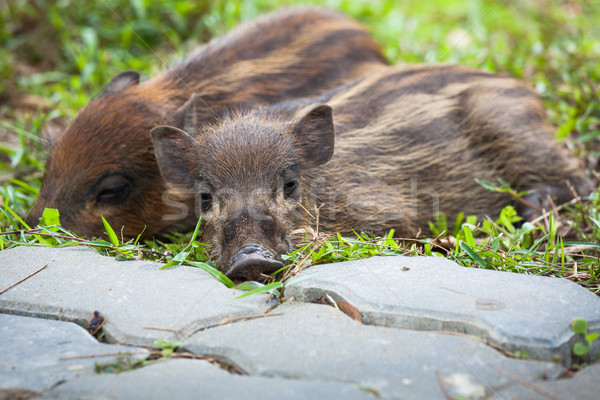 Baby wild boars sleeping on grass Stock photo © Juhku