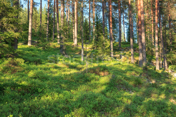 Stock photo: Finnish forest at summer