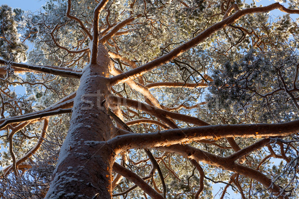 Snow covered tree perspective view looking up Stock photo © Juhku