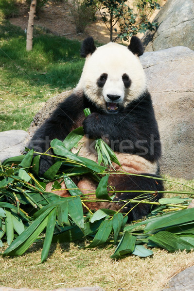 Panda еды бамбук гигант листьев несут Сток-фото © Juhku