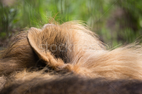 Lion ear Stock photo © Juhku