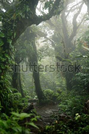 Deep in lush foggy rainforest Stock photo © Juhku