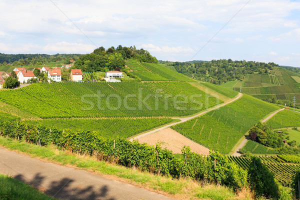 Beautiful geman wine fields landscape Stock photo © Juhku