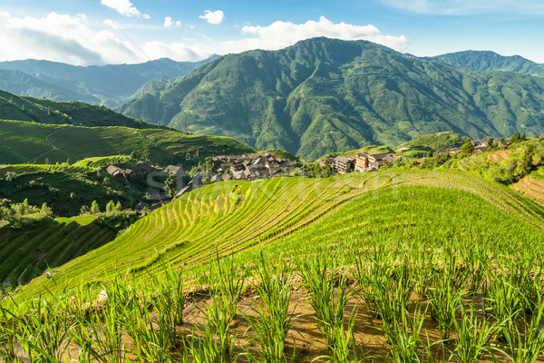 Longsheng rice terraces guilin china landscape Stock photo © Juhku