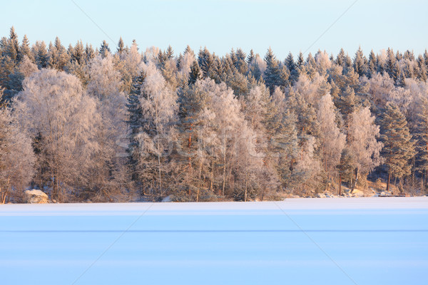 Foto stock: Inverno · lago · cenário · Finlândia · noite · floresta