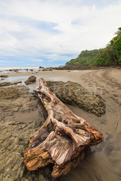 Foto stock: Troncos · praia · Costa · Rica · árvore · paisagem · oceano