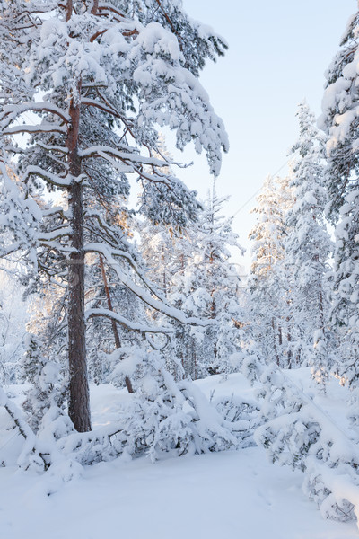 Foto d'archivio: Foresta · caldo · luce · del · sole · freddo · cielo · panorama