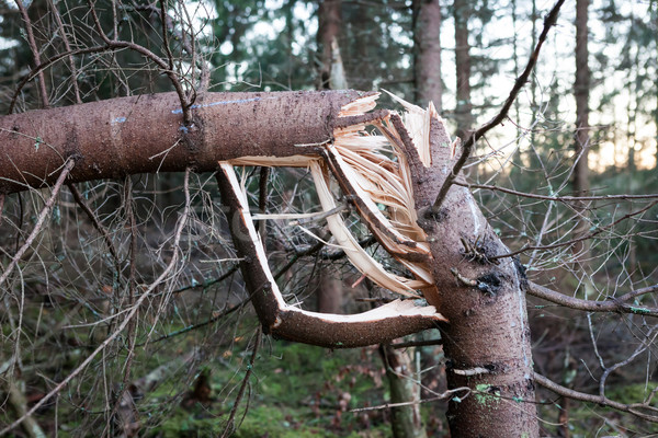 Sturm defekt Baum Holz Wald Stock foto © Juhku