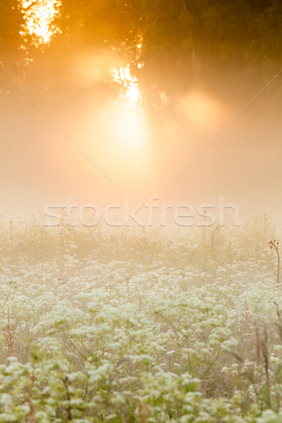 Golden light shine to foggy meadow Stock photo © Juhku