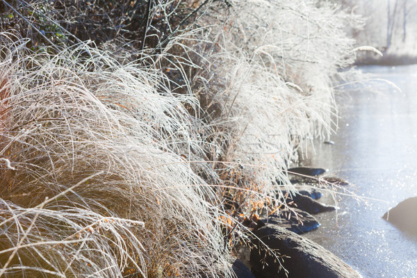 Frost hay in morning sunshine Stock photo © Juhku