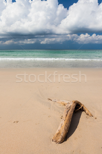 ビーチ 流木 暗い 青空 砂 白 ストックフォト © Juhku
