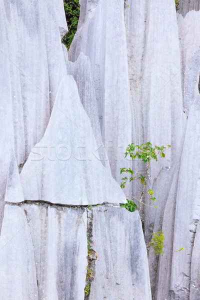 Calcaire parc formation bornéo Malaisie arbres [[stock_photo]] © Juhku