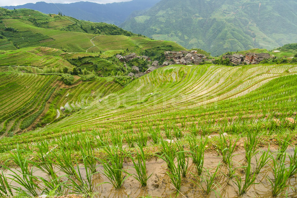 Longsheng rice terraces china Stock photo © Juhku