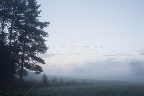 霧の 草原 夜明け 風景 春 草 ストックフォト © Juhku