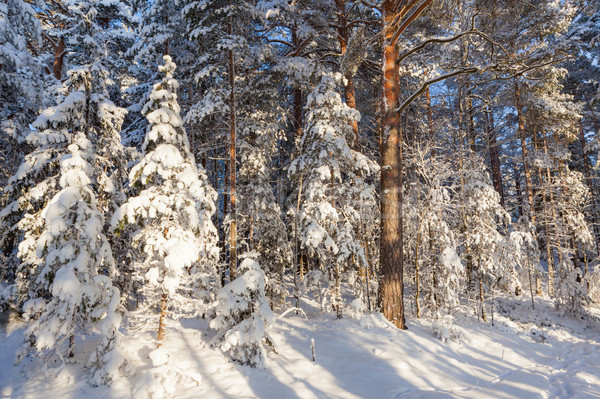 Sun shine in snowy forest Stock photo © Juhku