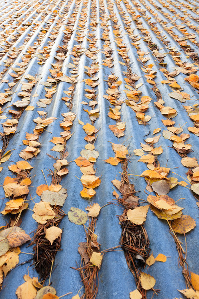 Hojas de otoño techo metal textura resumen naturaleza Foto stock © Juhku