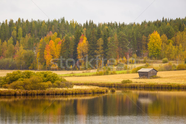 Bella autunno panorama Finlandia albero erba Foto d'archivio © Juhku