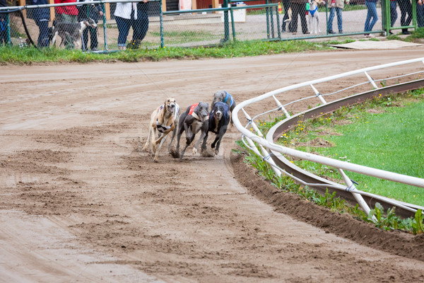 グレイハウンド 犬 レース 砂 トラック を実行して ストックフォト © Juhku
