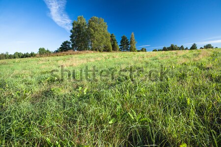 Tranquil grassland and trees at sunrise Stock photo © Juhku