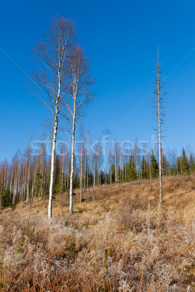 Schönen Wald Wiese frischen sonnig Stock foto © Juhku